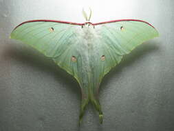 Image of Indian Luna Moth