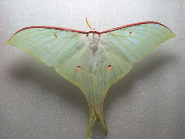 Image of Indian Luna Moth