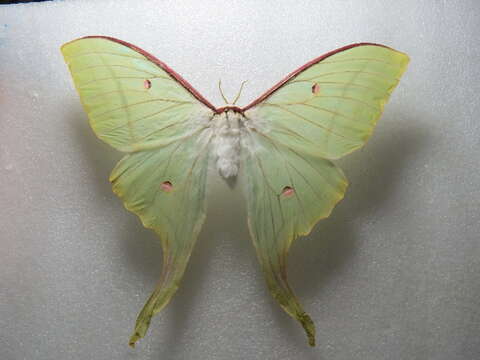 Image of Indian Luna Moth