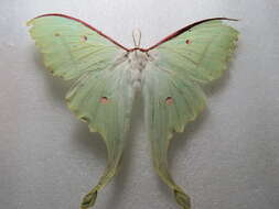 Image of Indian Luna Moth