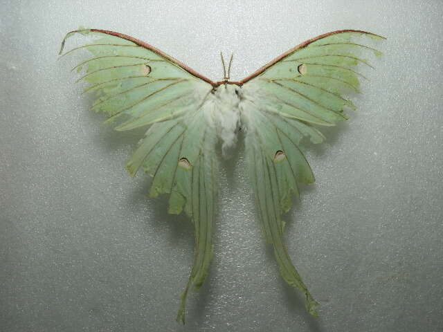 Image of Indian Luna Moth