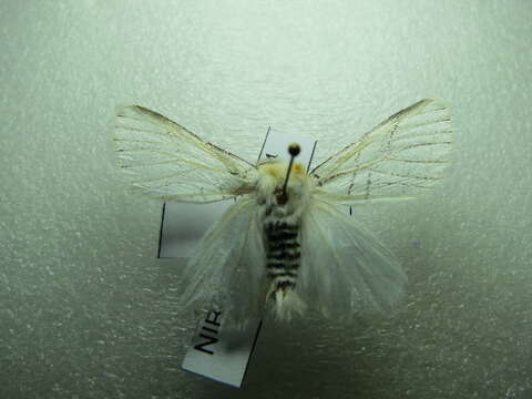 Image of <i>Gazalina chrysolopha</i>