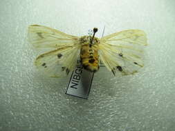 Image of <i>Spilosoma xanthogaster</i>