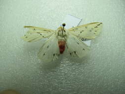 Image of <i>Lemyra stigmata</i>