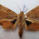 Image of Clanis deucalion (Walker 1856)
