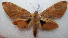Image of Clanis deucalion (Walker 1856)