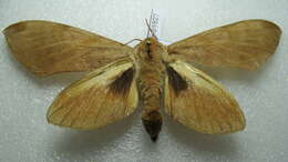 Image of Clanis deucalion (Walker 1856)