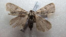 Image of Acronicta