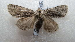 Image of Acronicta