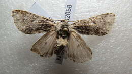 Image of Acronicta