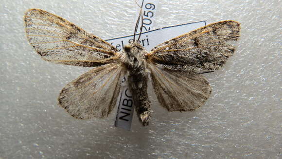 Image of Acronicta