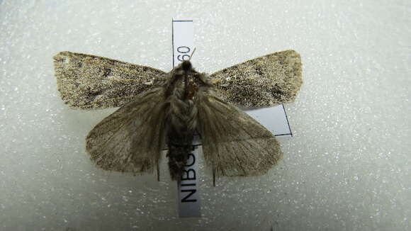 Image of Acronicta