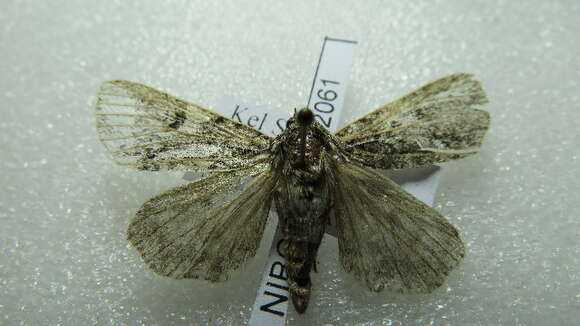 Image of Acronicta