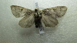 Image of Acronicta