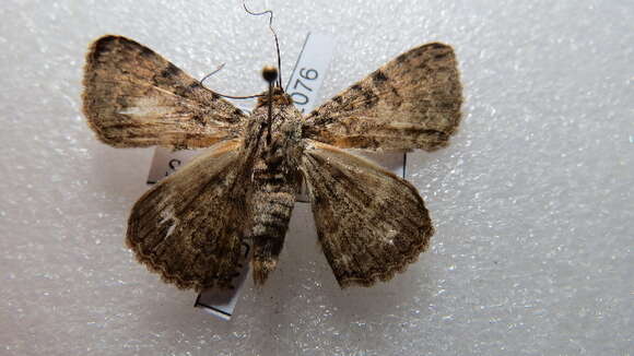 Image of Moth