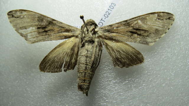 Image of Gray hawk moth