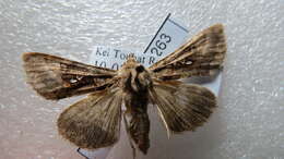 Image of Autographa nigrisigna Walker 1857