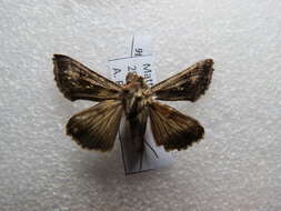 Image of Autographa nigrisigna Walker 1857