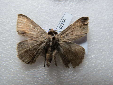 Image of Ericeia subcinerea Snellen 1880