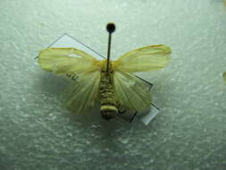Image of Euproctis cervina Moore 1877