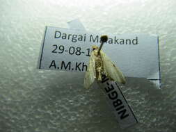 Image of Ornate Hydriris Moth