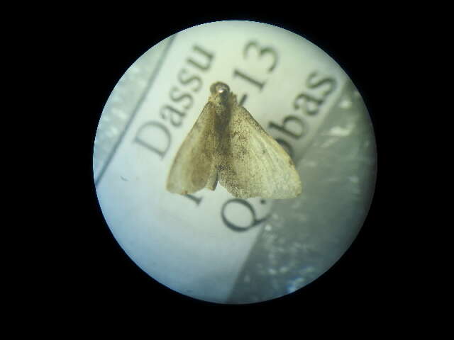 Image of Idaea eremica Brandt 1941