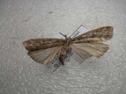 Image of Conifer Coneworm Moths