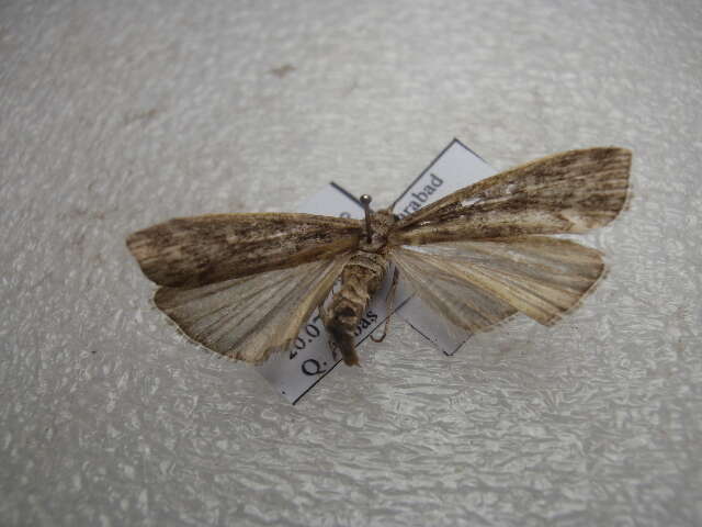 Image of Conifer Coneworm Moths