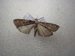 Image of Conifer Coneworm Moths