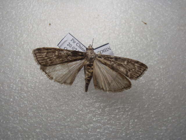 Image of Conifer Coneworm Moths