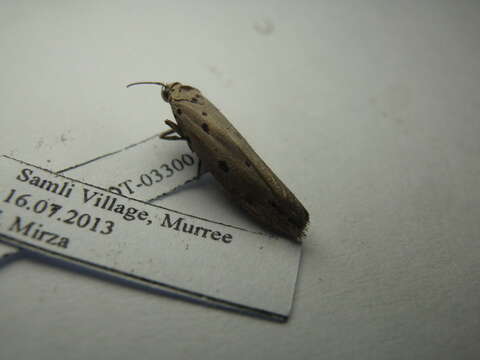 Image of Ethmia circumdatella Walker 1863