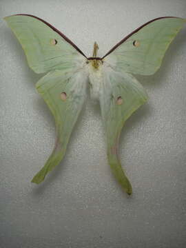 Image of Indian Luna Moth