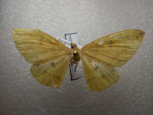 صورة Plagodis reticulata Warren 1893