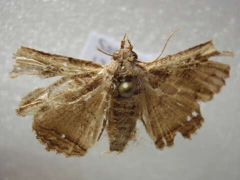 Pericyma mendax Walker 1857的圖片