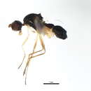 Image de Dicranosepsis javanica Meijere 1904