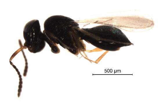 Image of <i>Telenomus turesis</i>