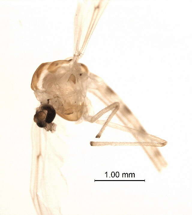 Image of Chironomus incertipenis Chaudhuri 1996