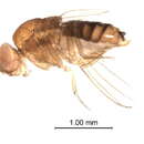 Imagem de Drosophila seguyi Smart 1945