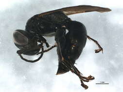 Image of Liris festinans praetermissus (Richards 1928)