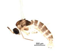 Image of Bradysia ocellaris