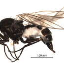 Image of Napomyza