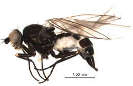 Image of Napomyza