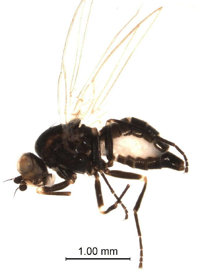 Image of Chromatomyia horticola Goureau 1851