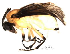 Image of <i>Athalia kashmirensis</i>