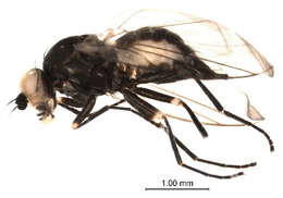 Image of Napomyza