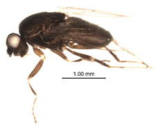 Image of Rachispoda