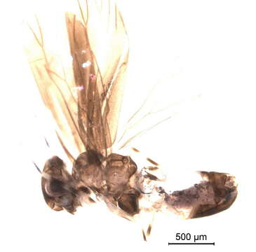 Amphientomoidea resmi