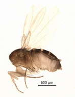 Image of Megaselia halterata (Wood 1910)