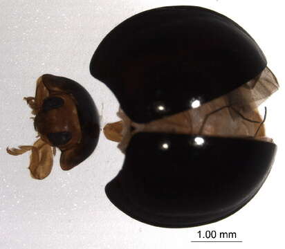 Image of Twice-stabbed Lady Beetles