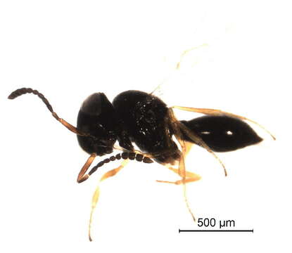 Image of <i>Telenomus turesis</i>